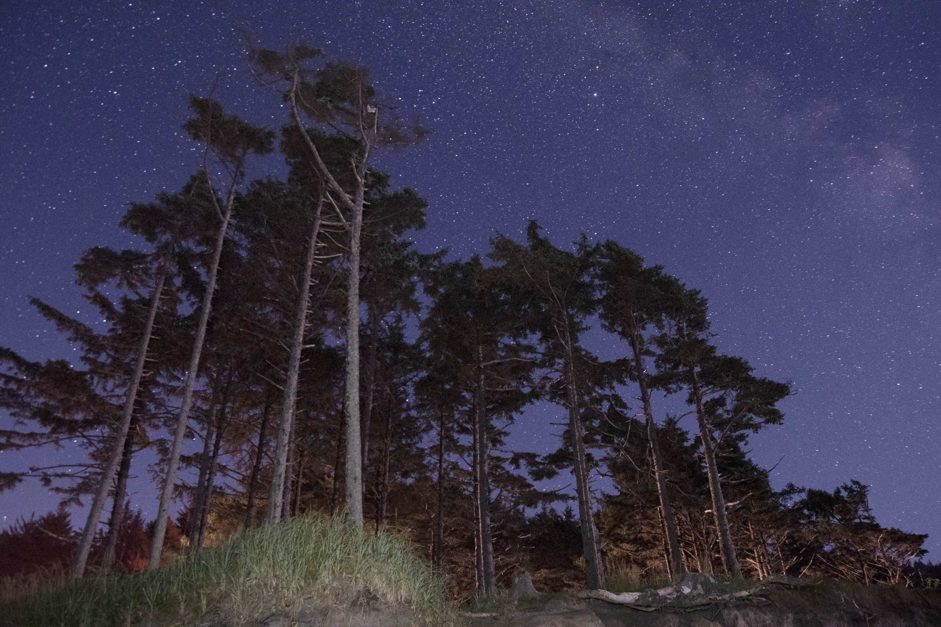 The Milky Way is visible above the tall trees in Cape Lookout State Park are lit by a nearby car and a flashlight in August 2015.